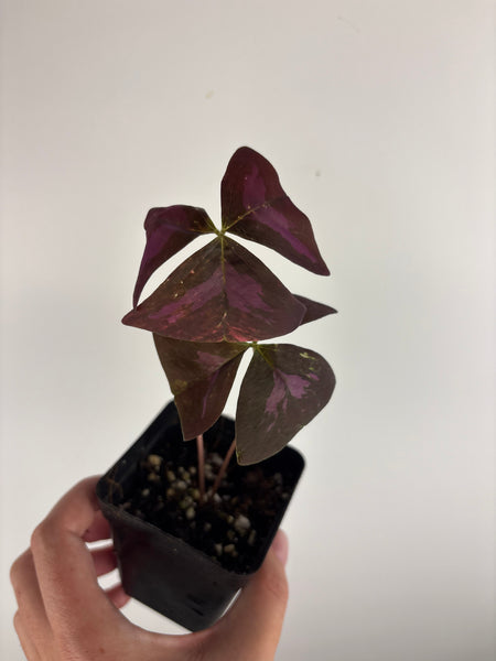 Oxalis triangularis variegated - low variegation