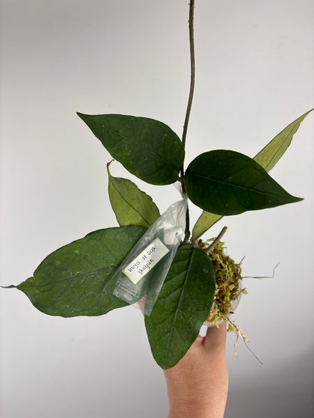 Hoya sp aceh shogun B1