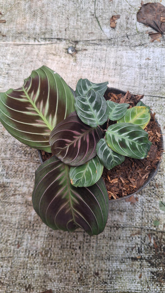Maranta black unacclimated