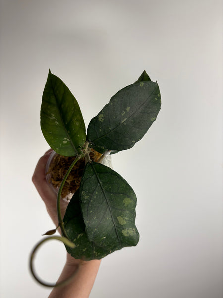 hoya Sp aceh omelet C