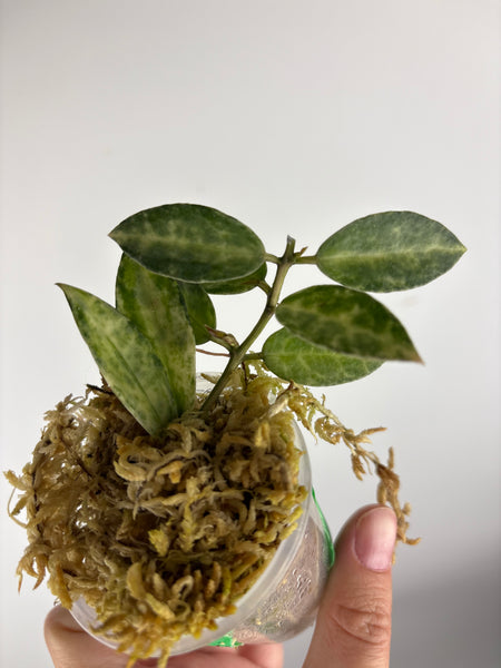 hoya lacunosa peridot B