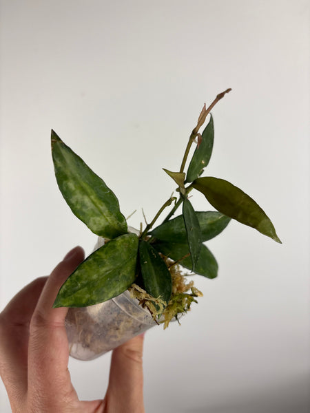 hoya lacunosa peridot A