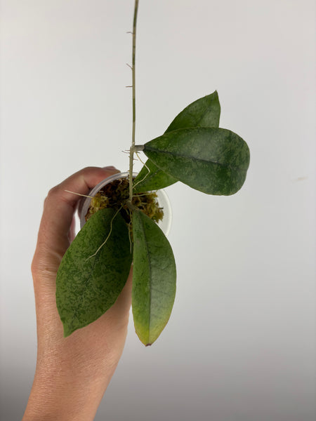 Hoya aff forbesii silver 3