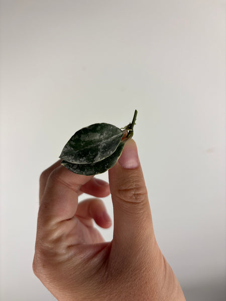 Hoya lacunosa ‘princess lumina’ C cutting