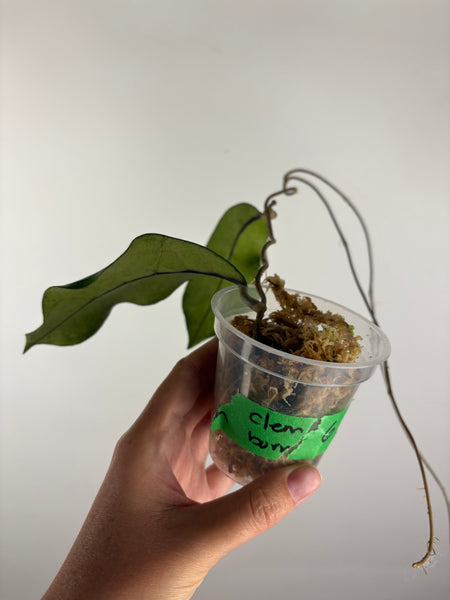 Hoya Clemensiorum Borneo splash 6