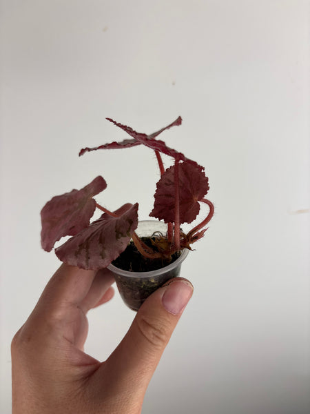 Begonia mystery Martin