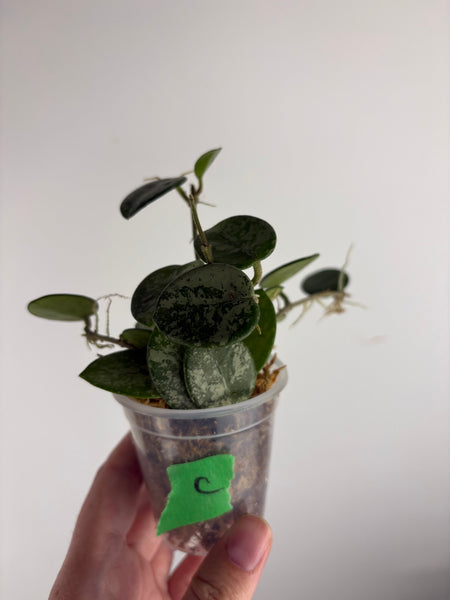 Hoya Mathilde splash C