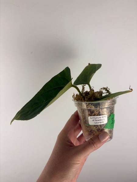Anthurium King of Spades x luxurians 3