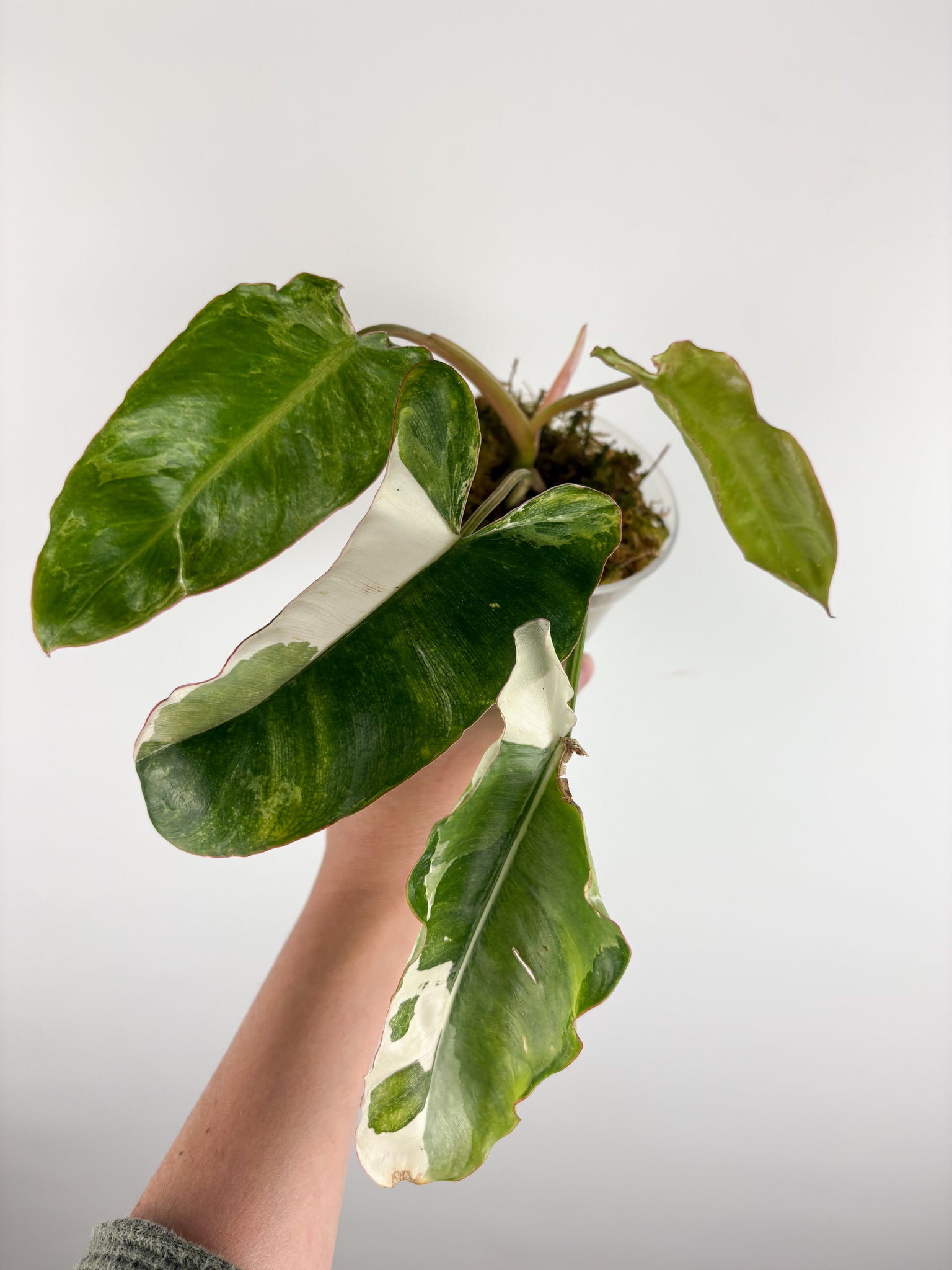 Philodendron paraiso albo variegated B bottom cut activated growth