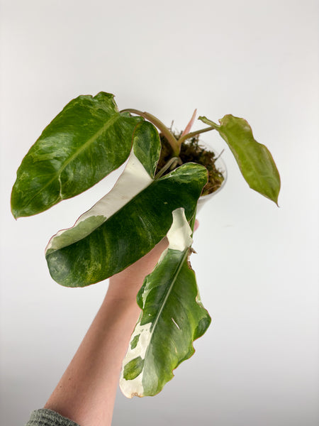 Philodendron paraiso albo variegated B bottom cut activated growth