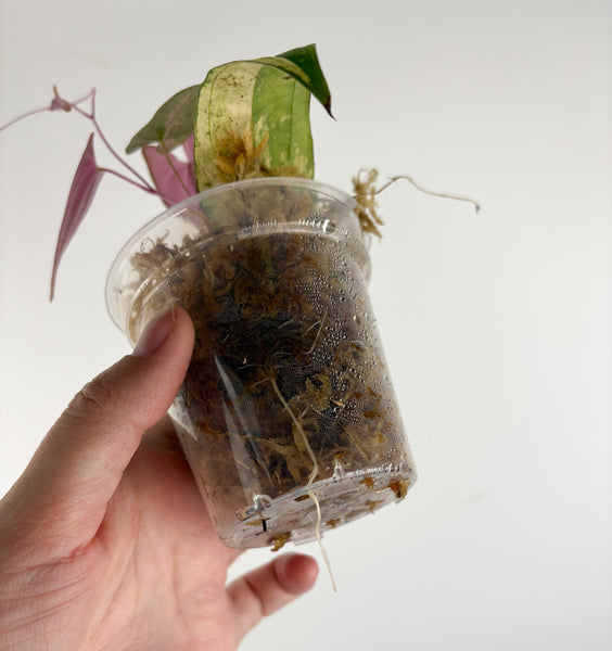 Dioscorea Filiformis ‘Gamma Ray’ A