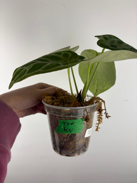 Anthurium red tiger 7