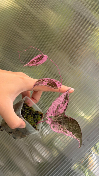 Dioscorea Aurora (Thailand) unacclimated