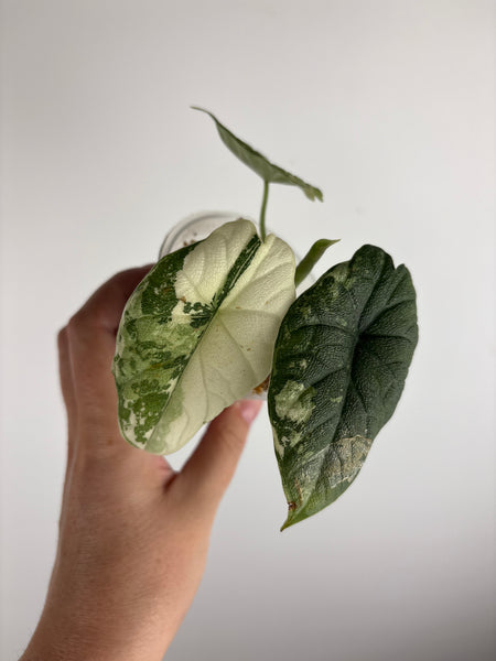 Alocasia Melo albo (Thailand) A