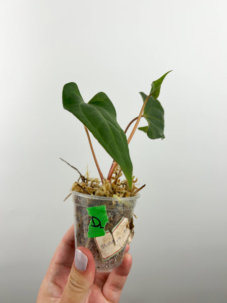 Anthurium stingray x papi red stem D2