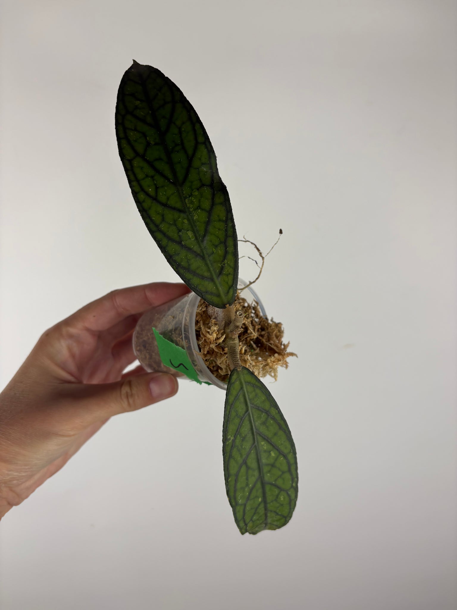 Hoya tanggamus patok besi 5