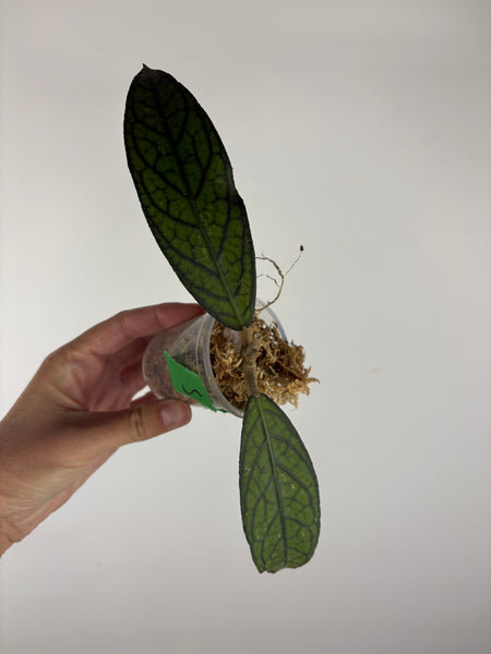 Hoya tanggamus patok besi 5