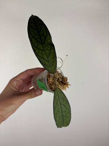 Hoya tanggamus patok besi 5