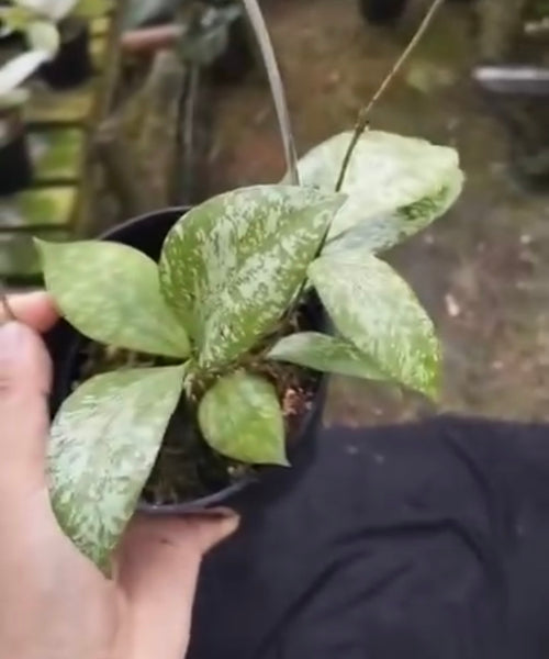 hoya benchaii silver unacclimated