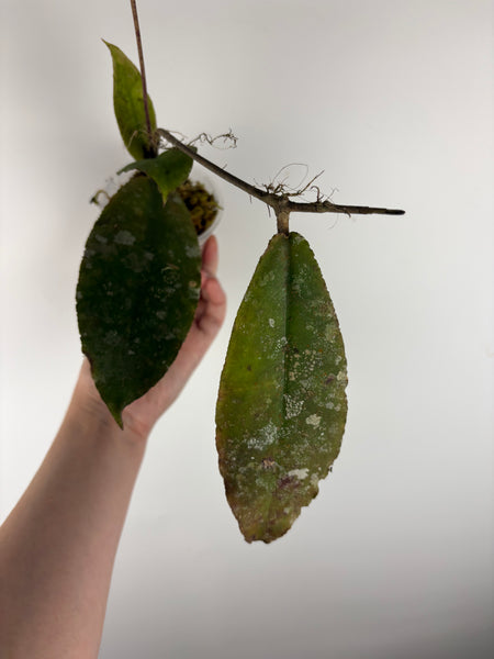 Hoya Undulata red B