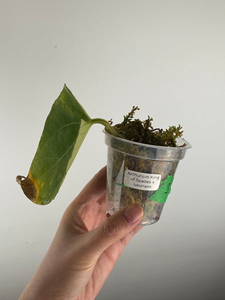 Anthurium King of Spades x luxurians 3 as is