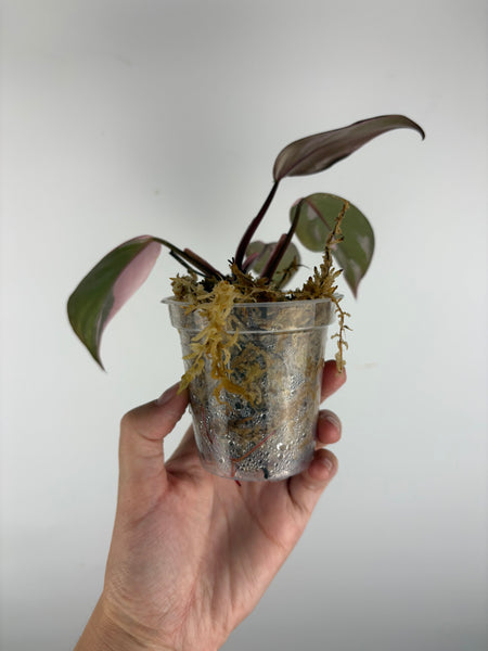 Philodendron pink princess black cherry (indonesia)