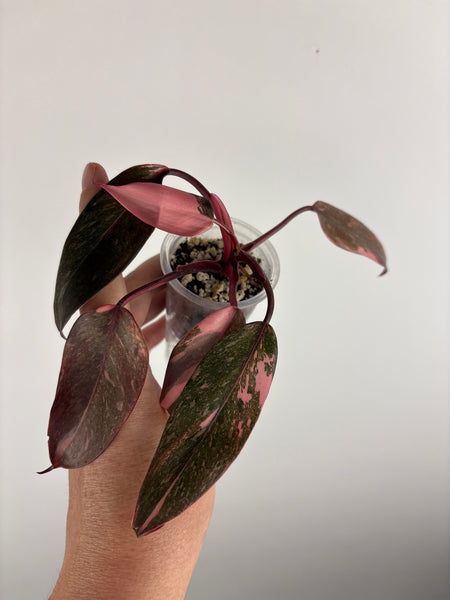 Philodendron pink princess marble