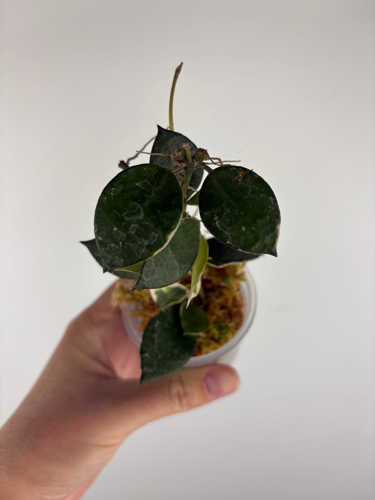 Hoya lacunosa 'Asami' (Wonosobo) 6