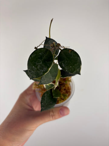 Hoya lacunosa 'Asami' (Wonosobo) 6
