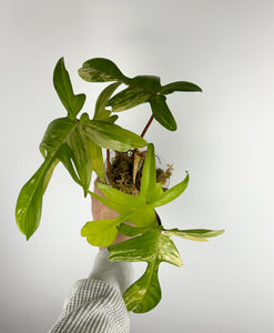 Philodendron Florida beauty C