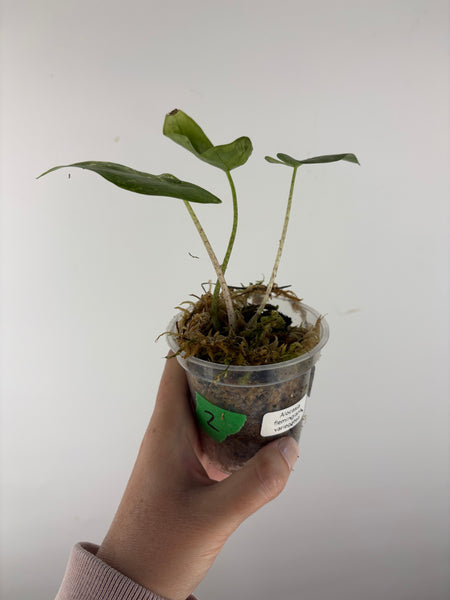 Alocasia flemingiana variegated 2