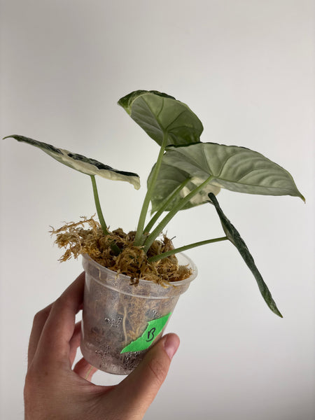 Alocasia Melo albo (Thailand) B