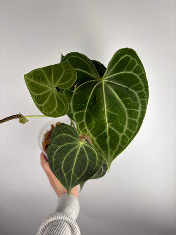 Anthurium clarinervium white spider C