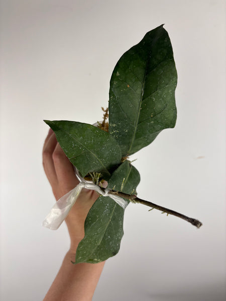 hoya Sp aceh gunung kulam B