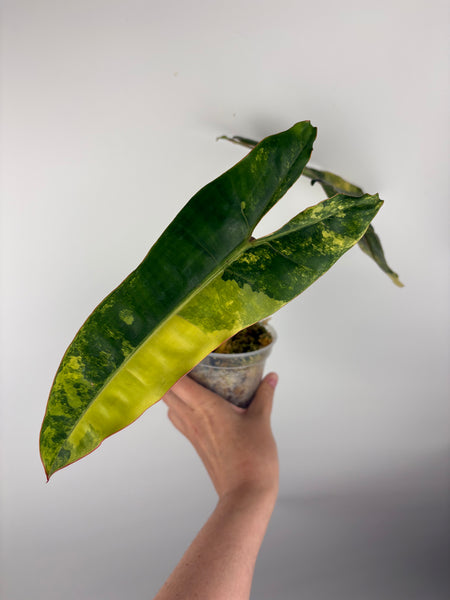 Philodendron billietiae variegated E