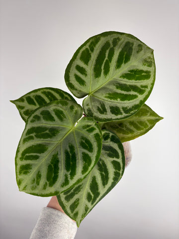 Anthurium Silver blush mutation B