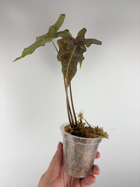 Alocasia nobilis variegated (From Korea)