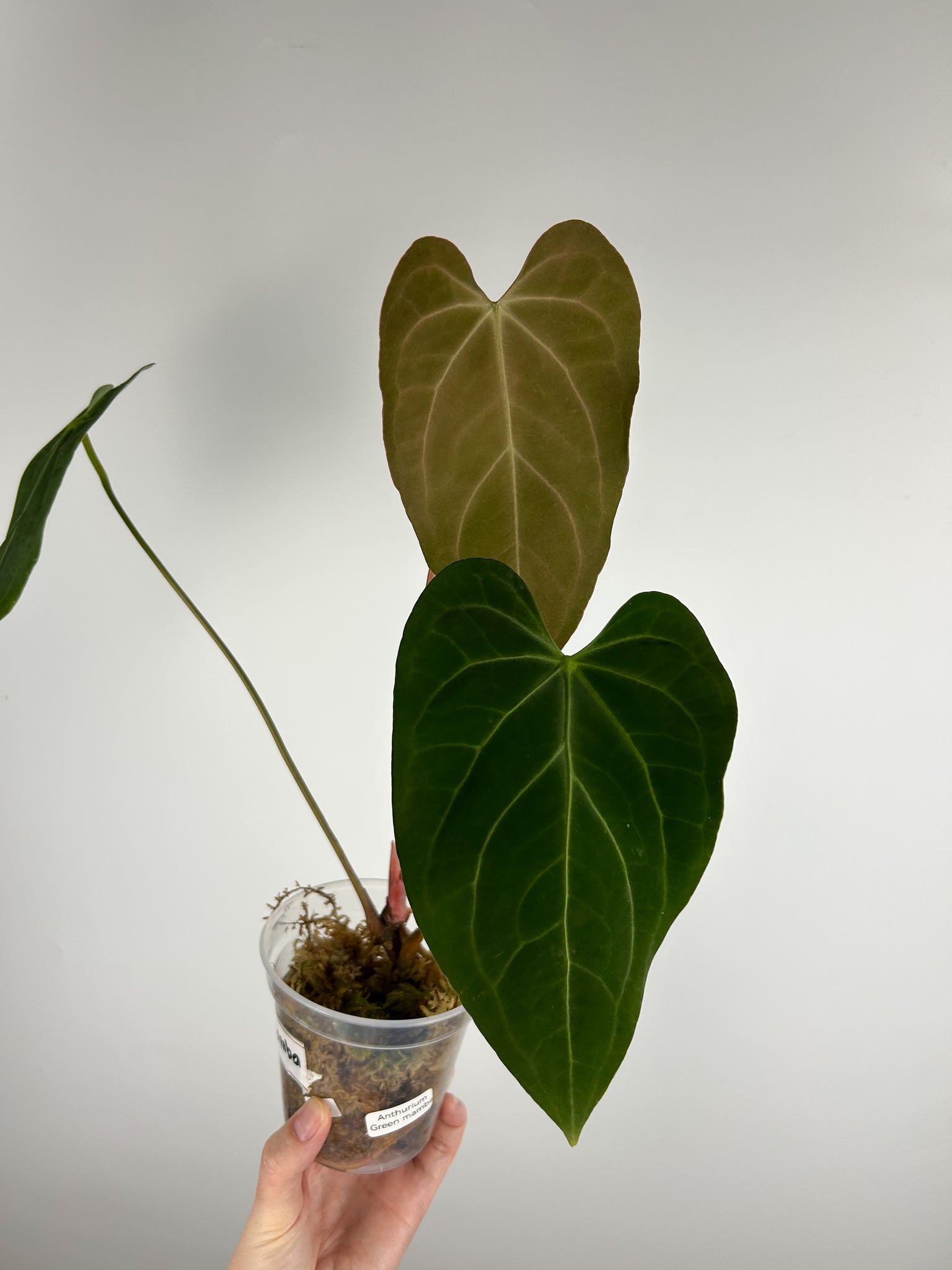 Anthurium Green mamba