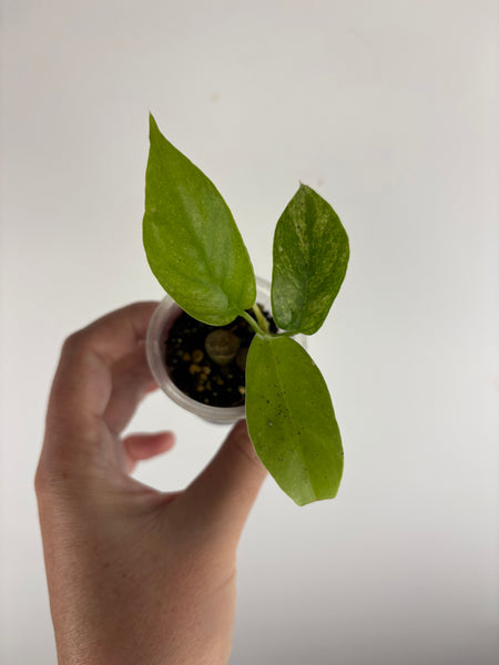 rhaphidophora tetrasperma white monster