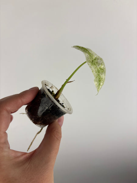 alocasia longiloba marble