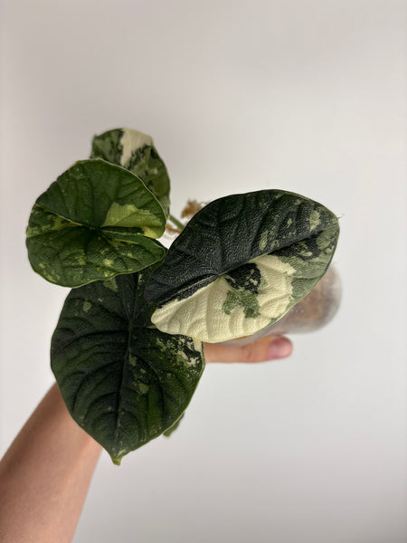 Alocasia Melo albo (Thailand) B