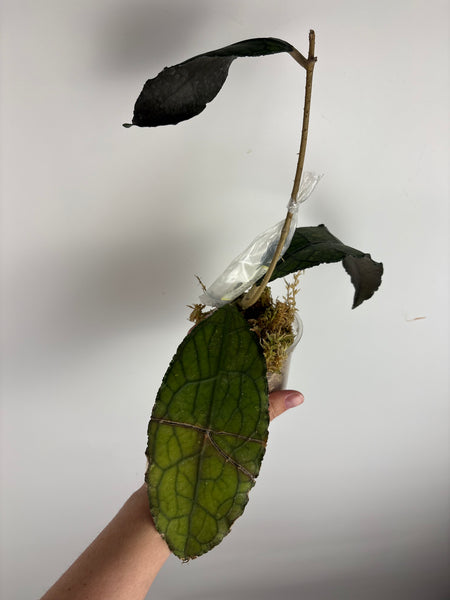 hoya clemensiorum black