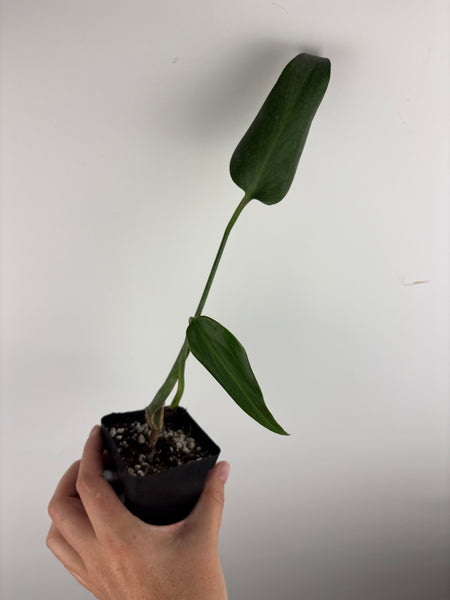 Philodendron burle marx flame