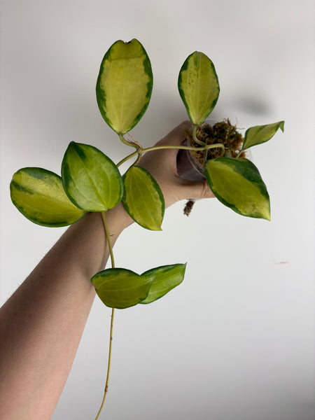 Hoya merrillii variegated larger plant