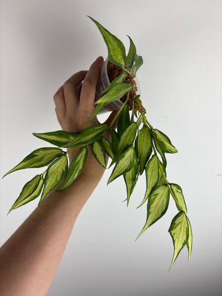 Hoya polyneura inner variegated full plant