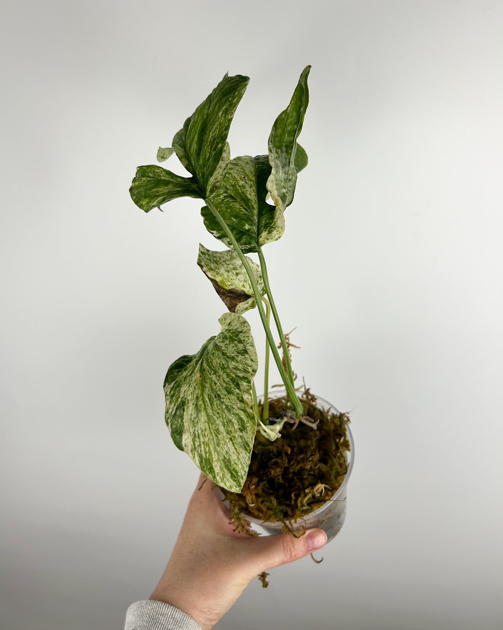 monstera amydrium variegated