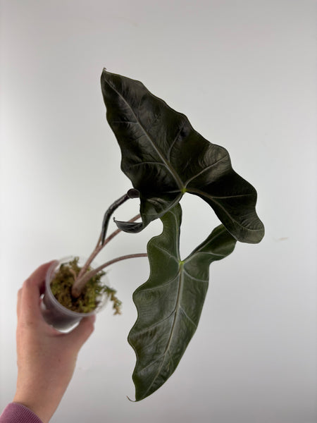 Alocasia Layla 2