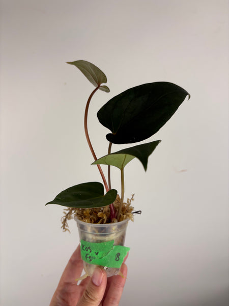 Anthurium king of spades x Fort Sherman B