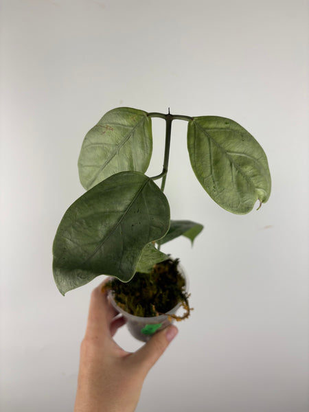 hoya coriacea silver 2