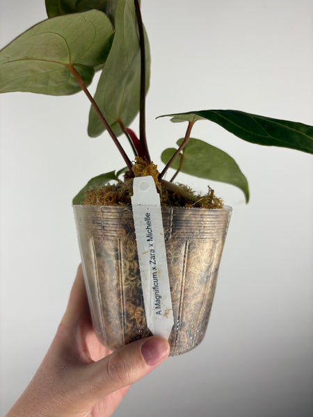 Anthurium magnificum x (Zara x Michelle)